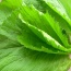Cải bẹ xanh tươi, an toàn